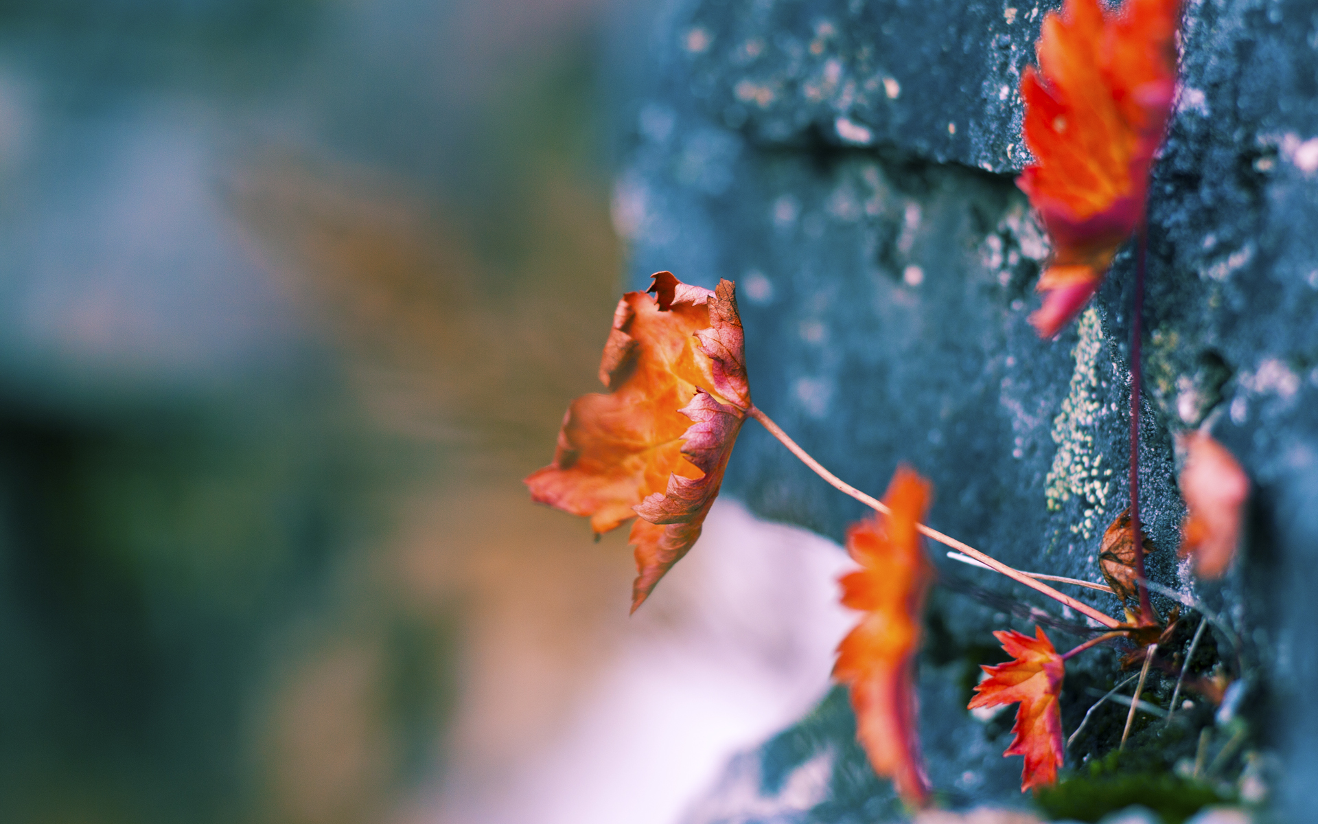 桥接东西的篮球诗篇，当多伦多猛龙遇见浙江稠州，东契奇一球定音
