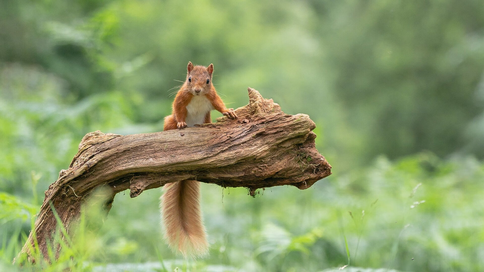 澳大利亚的新王降临,绿色风暴如何碾压银河战舰