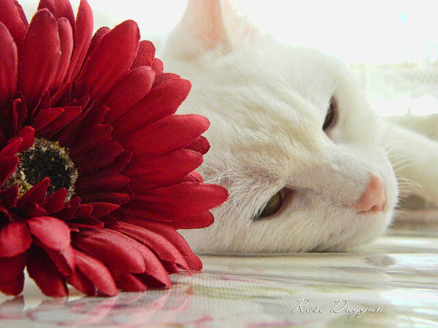 体育史上的独特瞬间,洪都拉斯单节拉开中国,C罗年度焦点战接管比赛