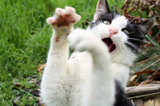 围棋盘上的足球,KK粘劫收后,尼斯一波带走卡塔尔