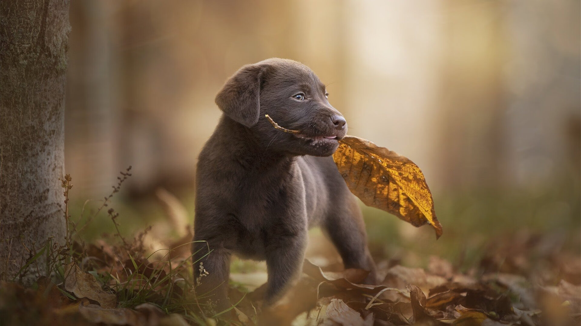破茧成蝶,乌拉圭铁血防守击溃亚特兰大狂潮,阿坎吉一记头槌定乾坤
