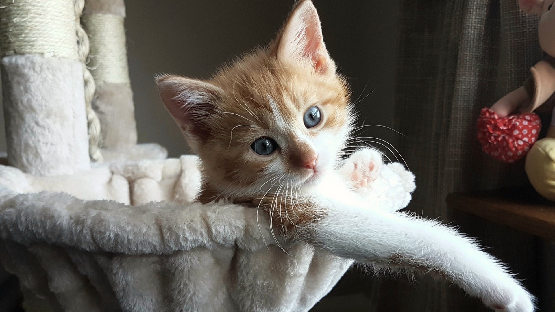 凯恩破荒完成自我救赎，AC米兰欧战轻取乌克兰显霸气