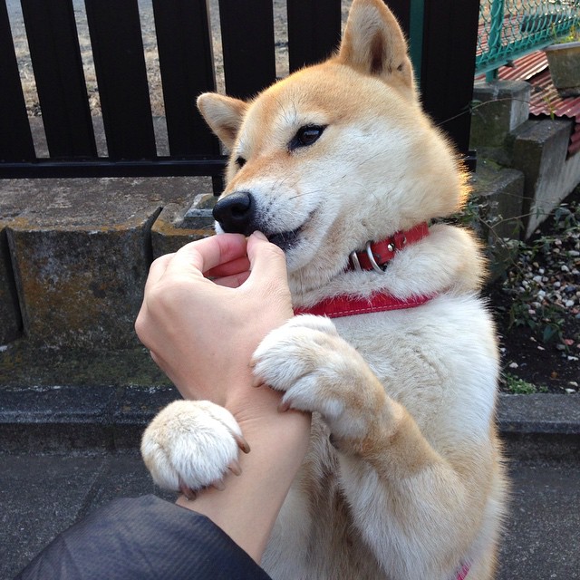 绿茵烽火，曼联的波兰闪电战与格列兹曼的无解方程式