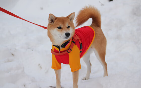 夜幕下的孤勇者，范弗利特与他的反逻辑方程式