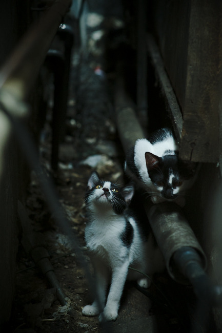 冰与火之歌，当莫德里奇的金色脉搏，撞上枫叶军团的寒流风暴