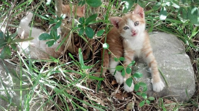 绿茵烽火,若日尼奥灵光难救主,巴拉圭团队稳胜切尔西