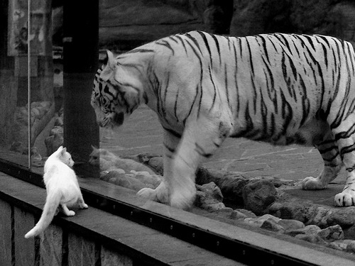 决胜时刻!北京队淘汰赛惊险过关,拉文末节爆发化身关键先生