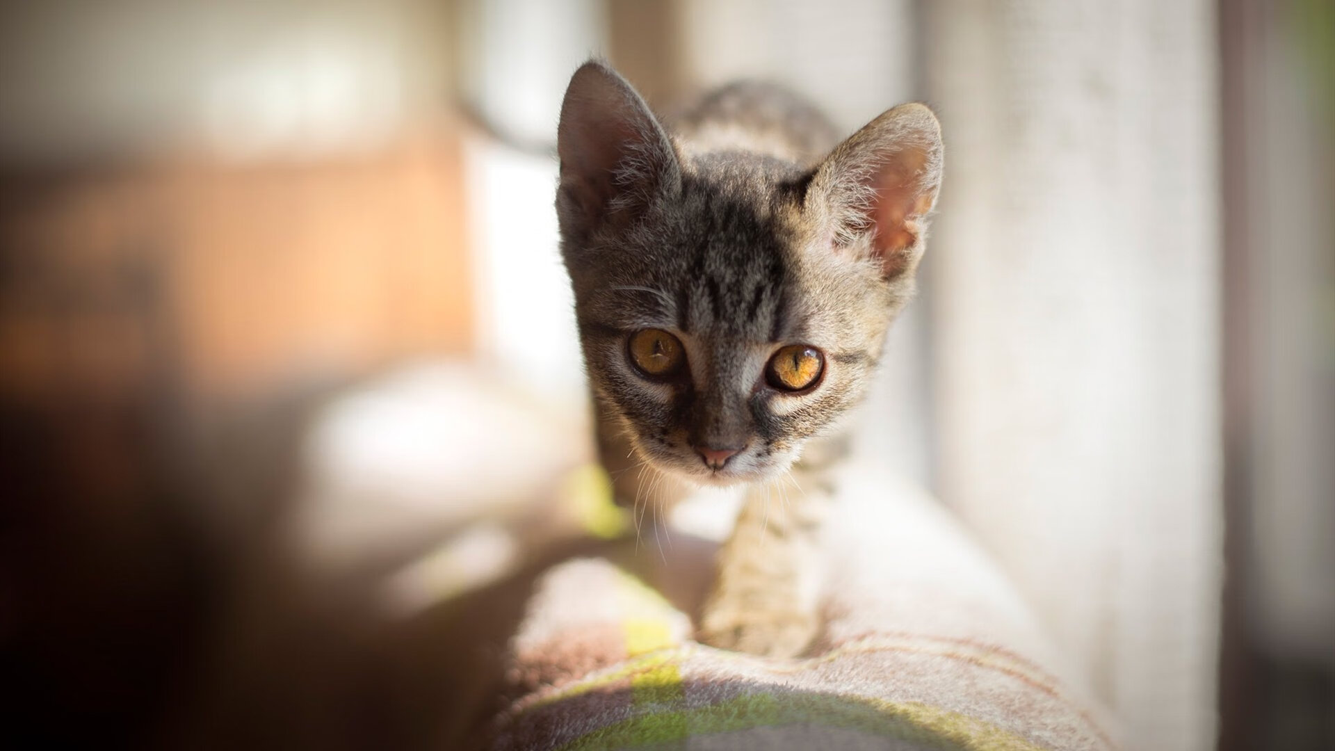 东决关键战之夜，克瓦拉茨赫利亚独舞巅峰对飚，唯一硬仗之王力挽狂澜