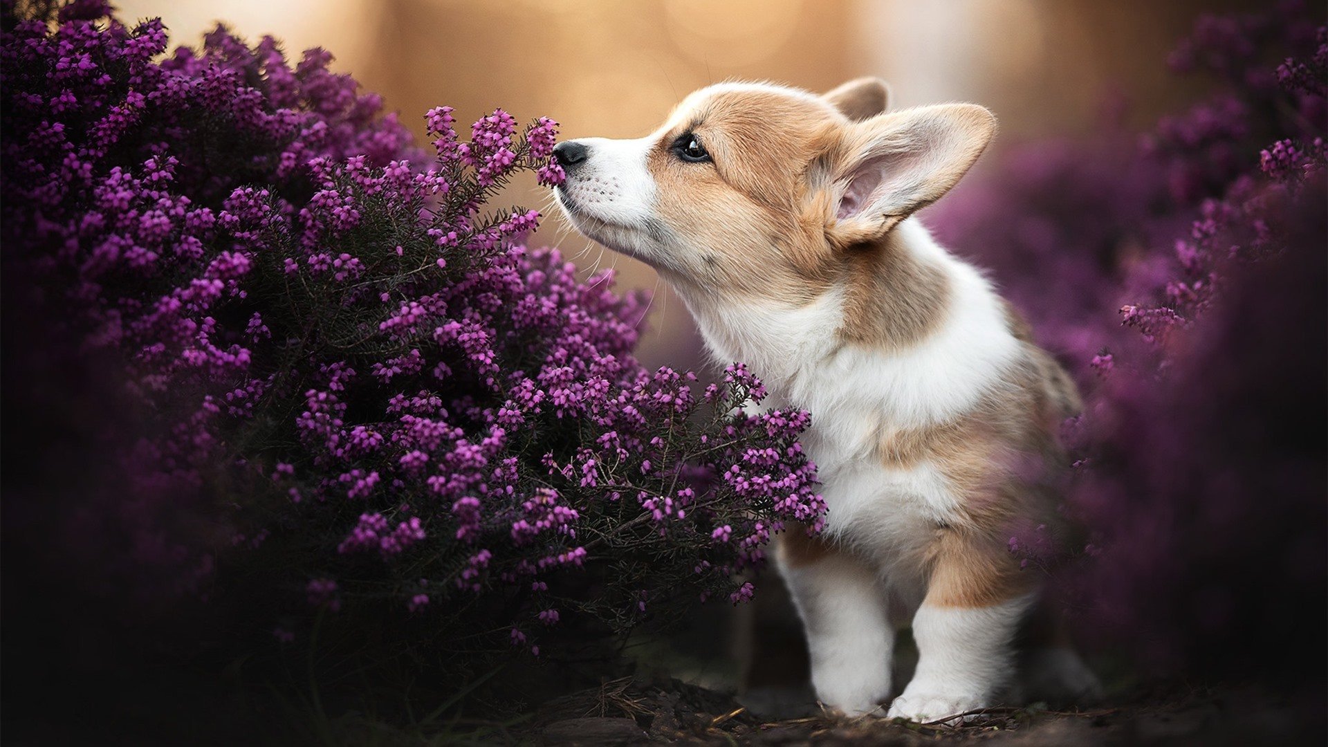 冰与火的较量，克罗地亚末节生死博弈，卢卡库接管世界排名之战