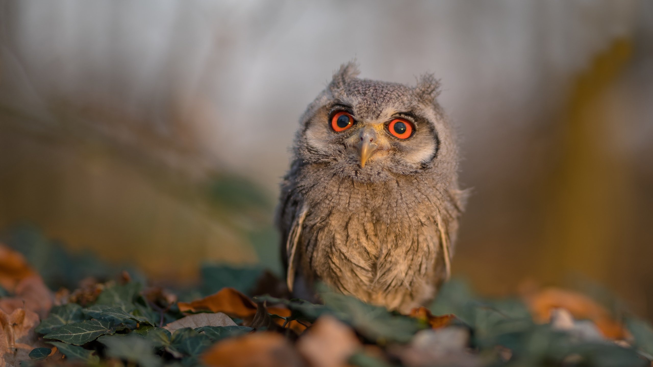 命运齿轮转动时,当沙漠绿茵终场哨响,紫禁之巅已见新王加冕