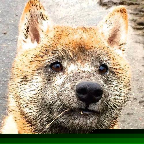 孤影中的最终圈，当伦纳德遇上那个无解的幽灵